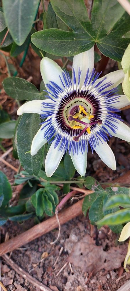 Passiflora