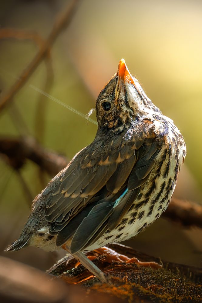 Photograph by Александр Соловьев