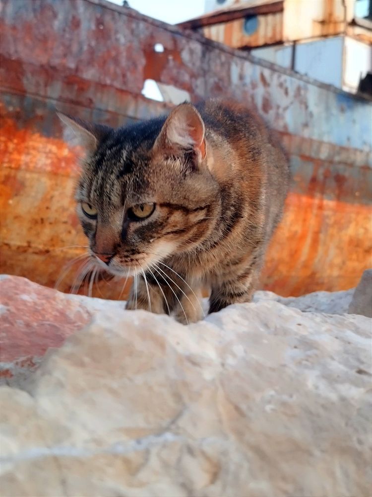 Мачка и олупина брода