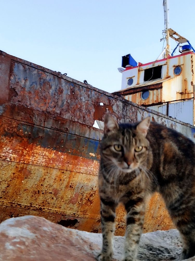 Фотография автора JELENA VASIC