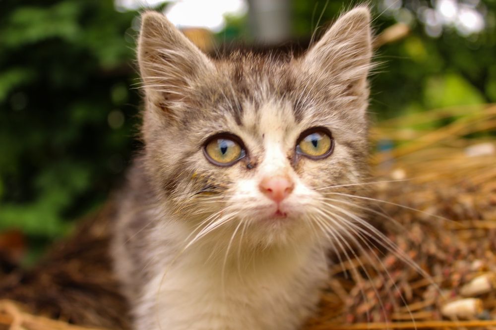 Photograph by Ирина Дмитриенко