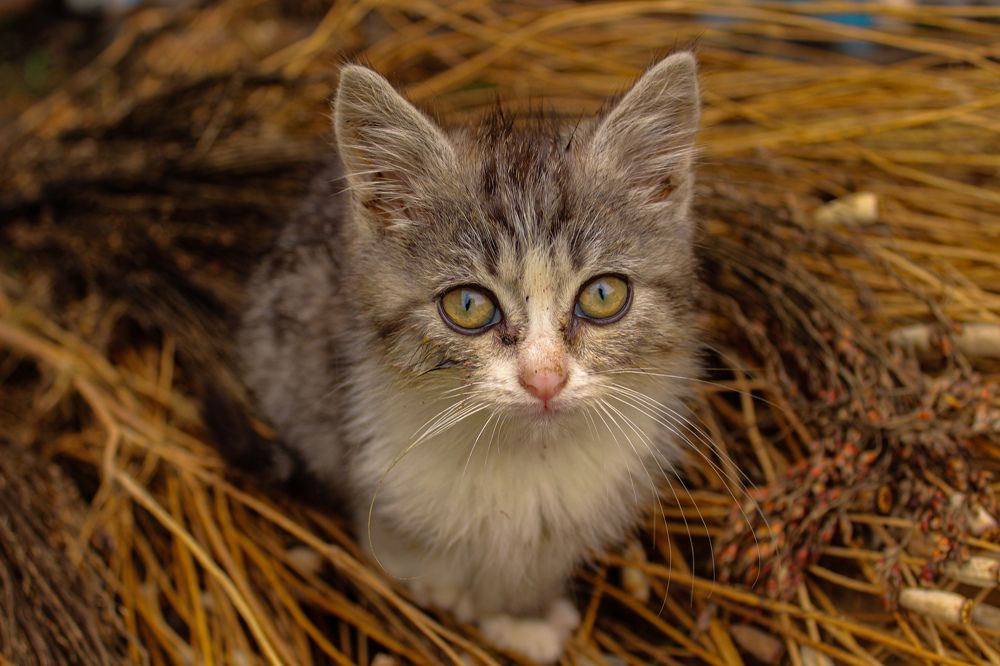 Photograph by Ирина Дмитриенко