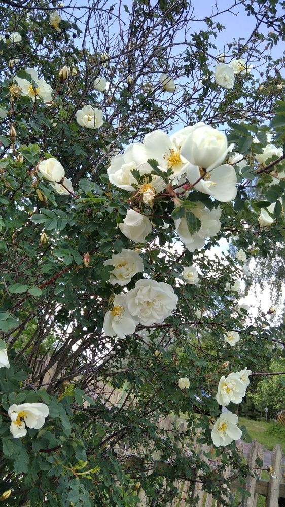 Photograph by Вера Тихомирова