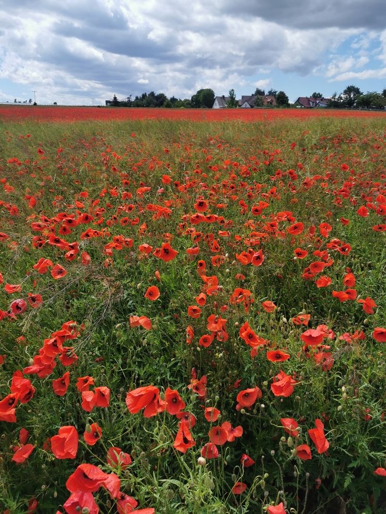 Фотография автора Uljana Kuchar