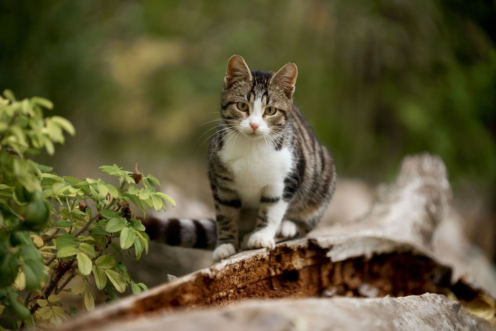 Photograph by Андрей Халемонец