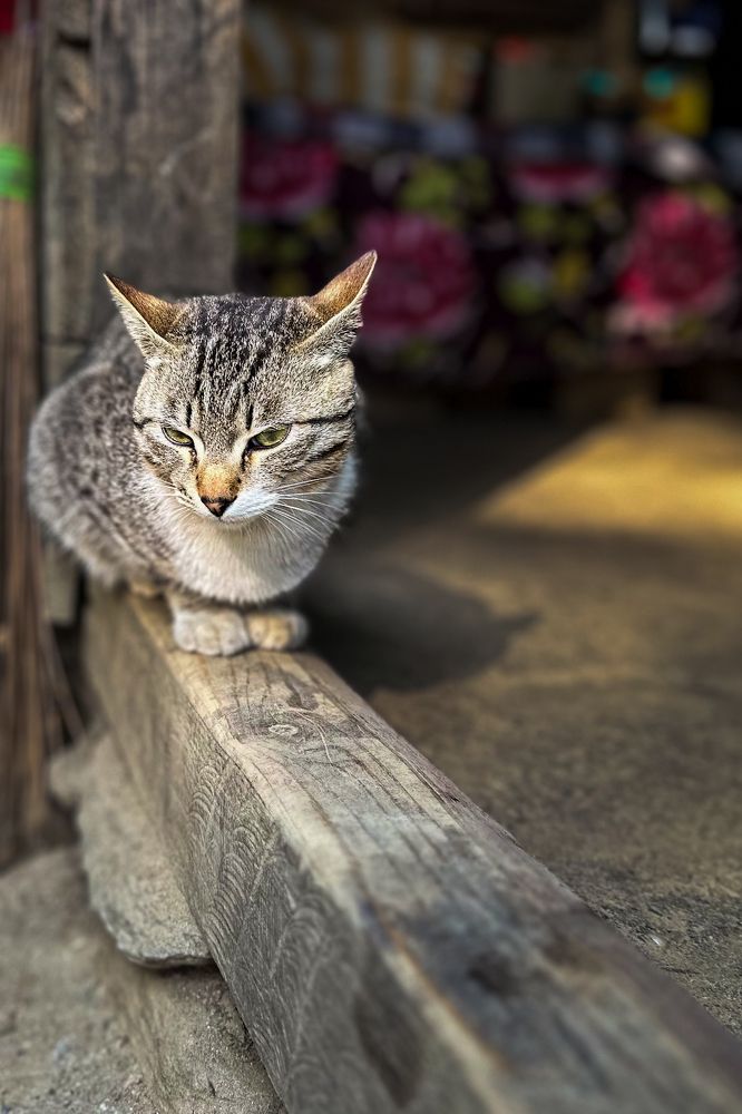 Photograph by Sarkar Arnab