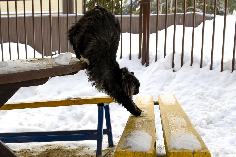 Фотография автора Ольга Лихтарь