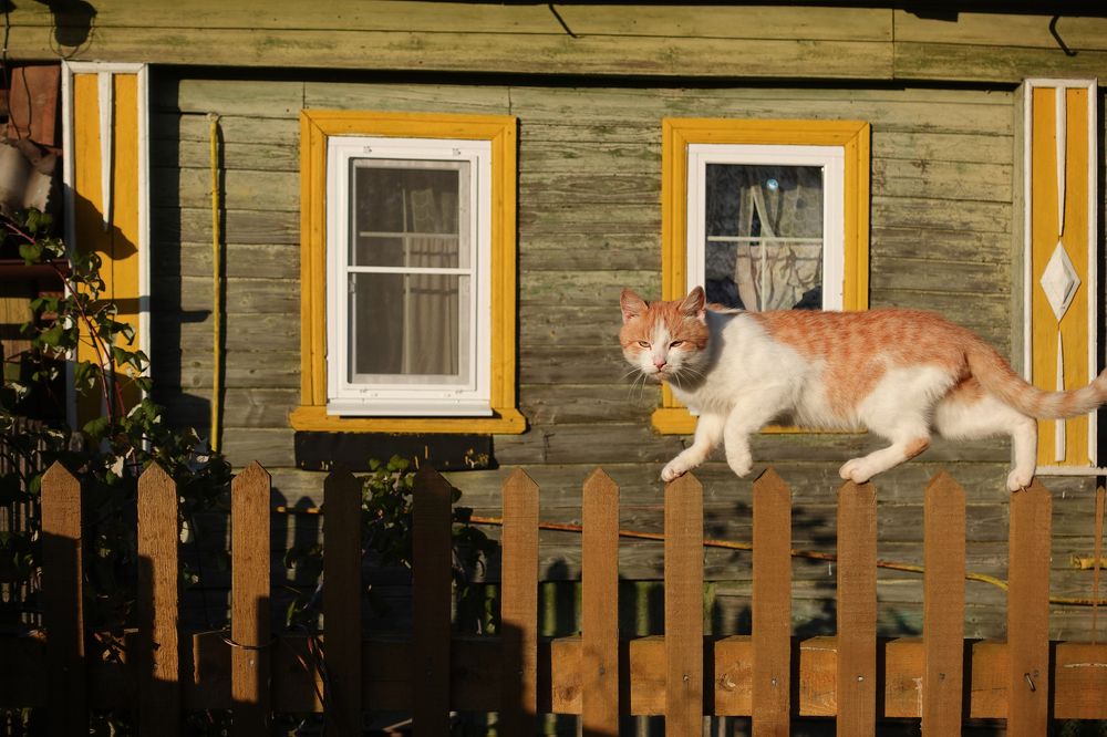 Фотография автора Ольга Лихтарь