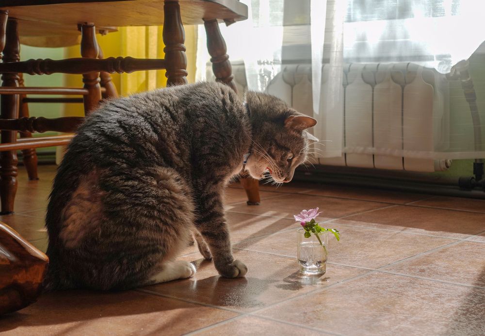 Фотография автора Ольга Лихтарь