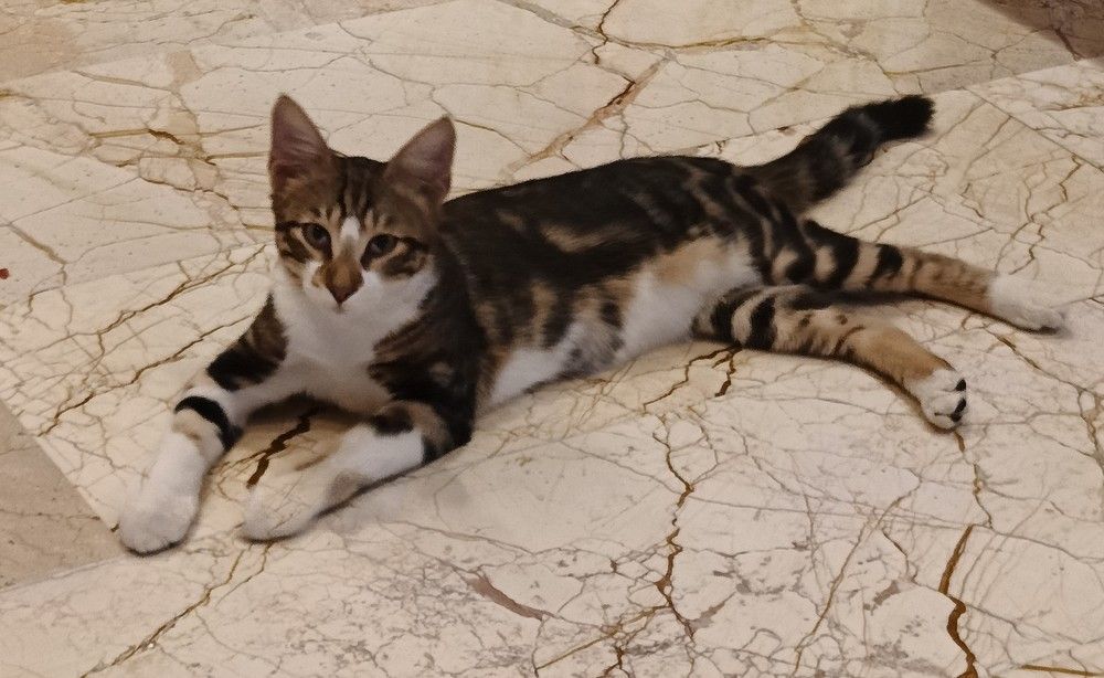 Фотография автора Елена Александрова