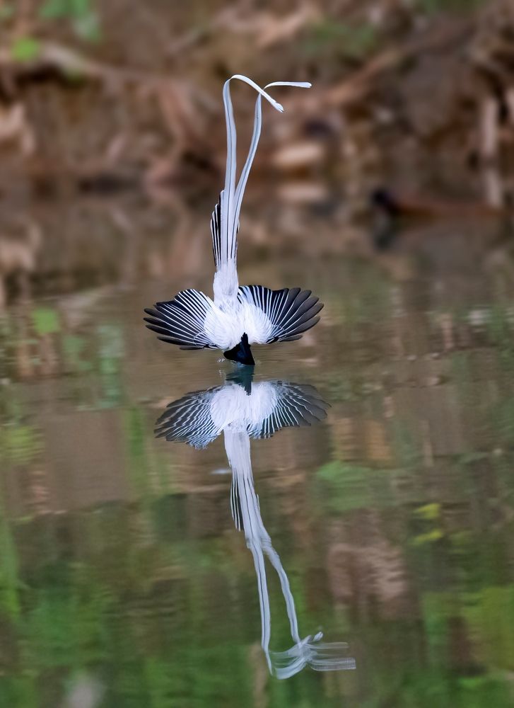Indian paradise flycatcher
