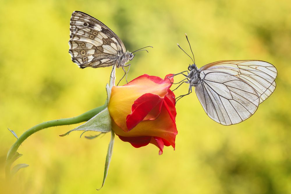 Photograph by Sara Jazbar