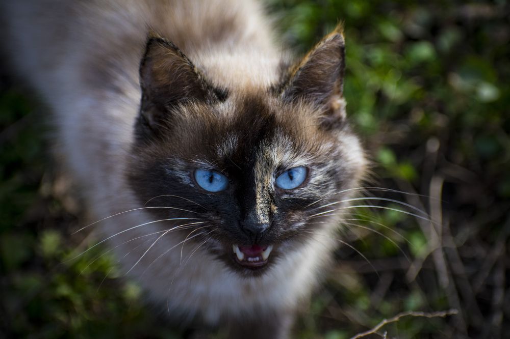 Photograph by Alyona Popova