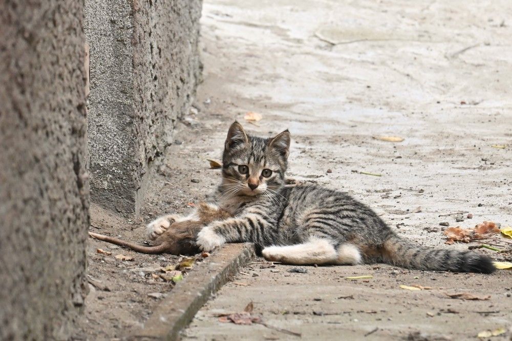 Фотография автора IRINA FILIPPOVA