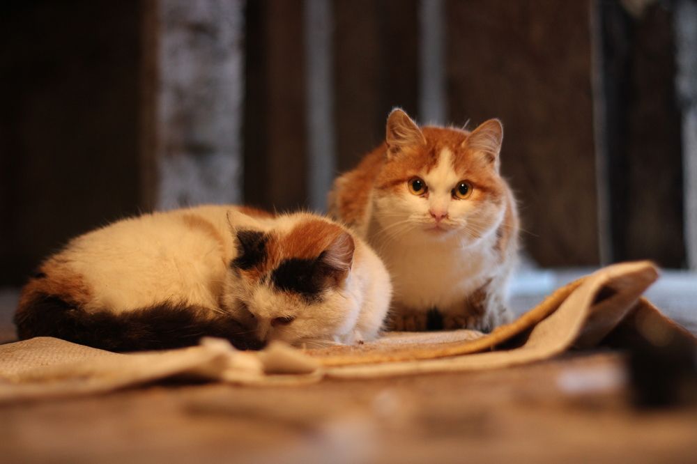 Photograph by Наталья Кукова