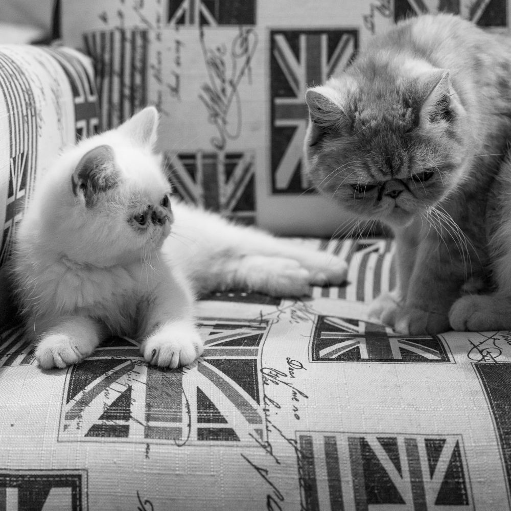 Photograph by Armando López-Guerrero