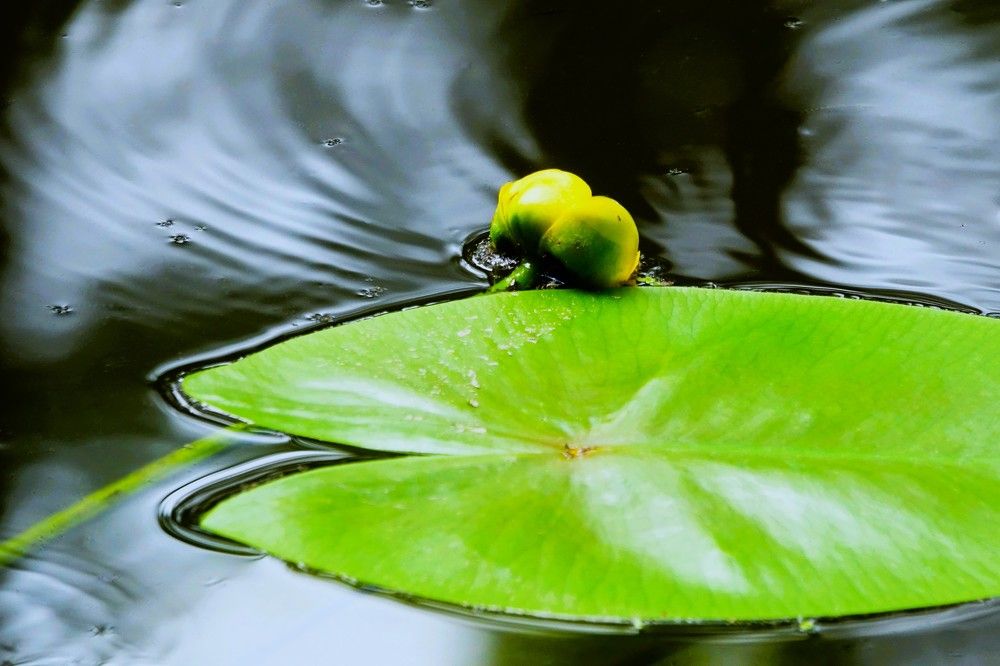 Photograph by jelena konickaja