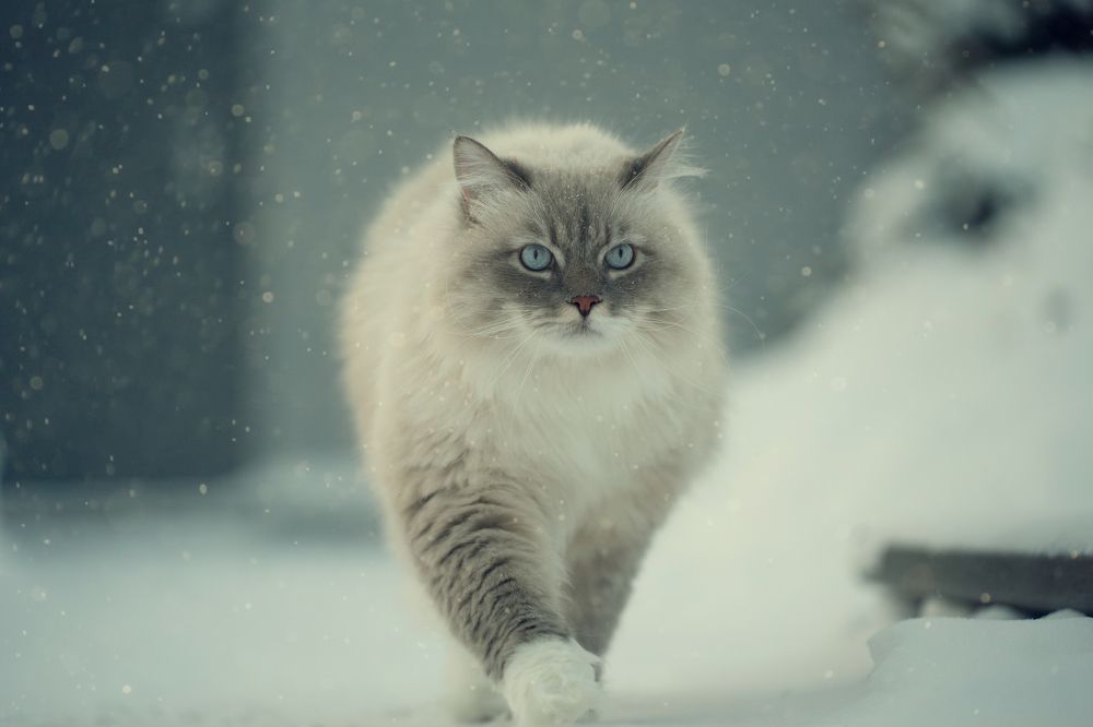 Photograph by Елена Цапко