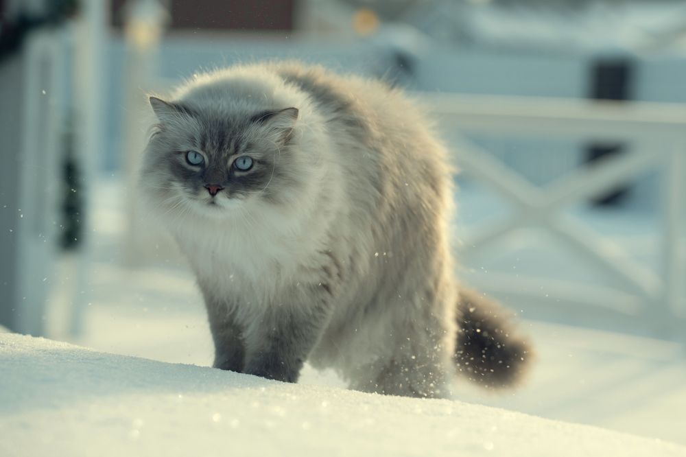 Photograph by Елена Цапко