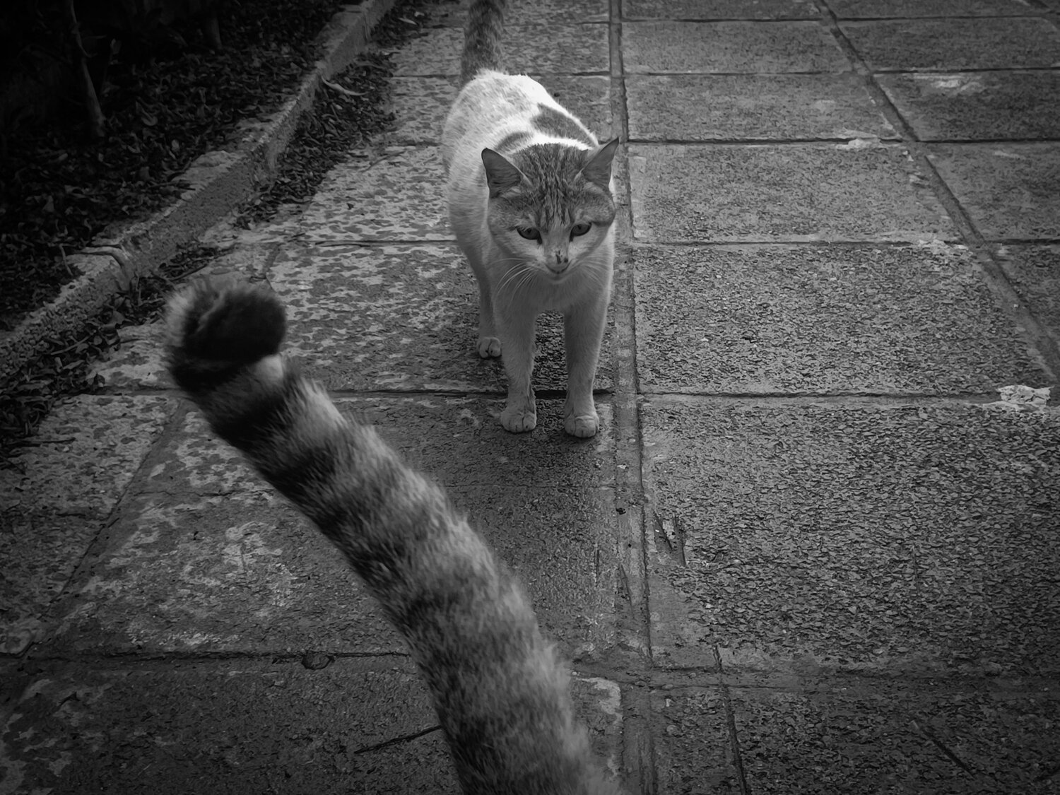 Photo #10723326