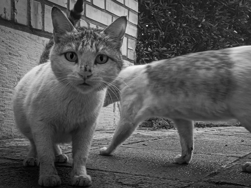 Photo #10723328