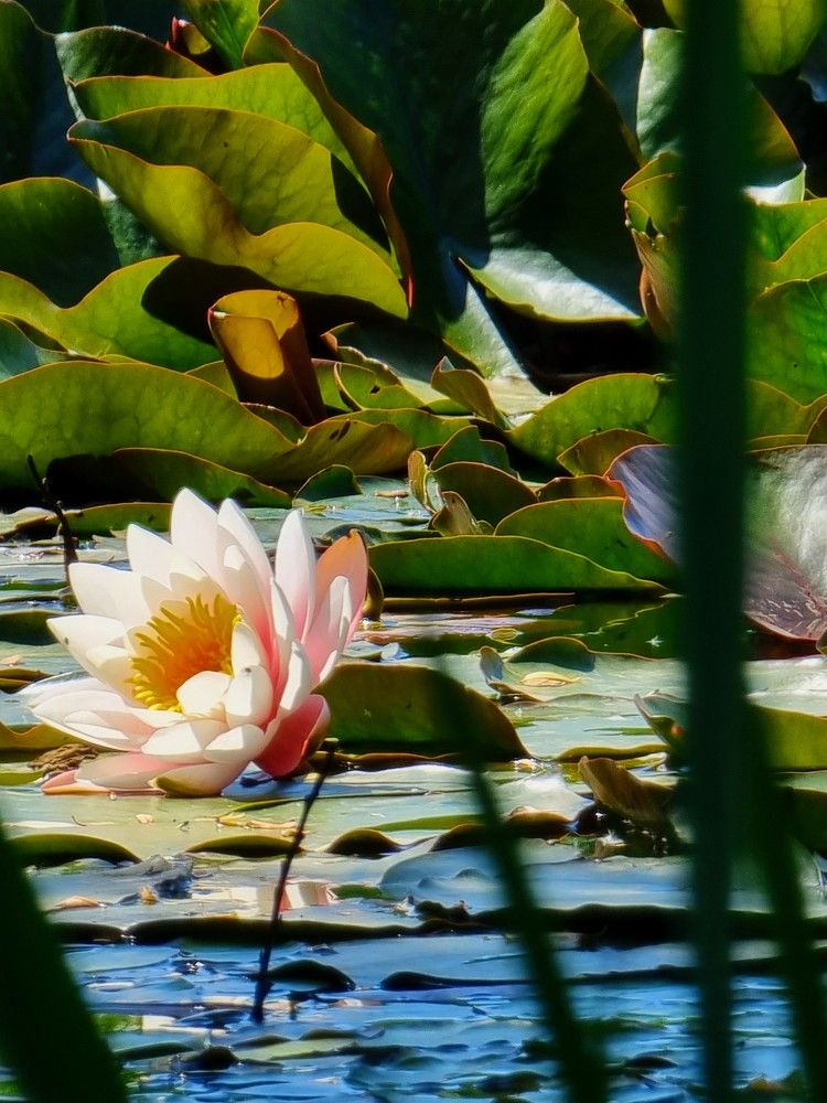 Photograph by Лидия Лащева