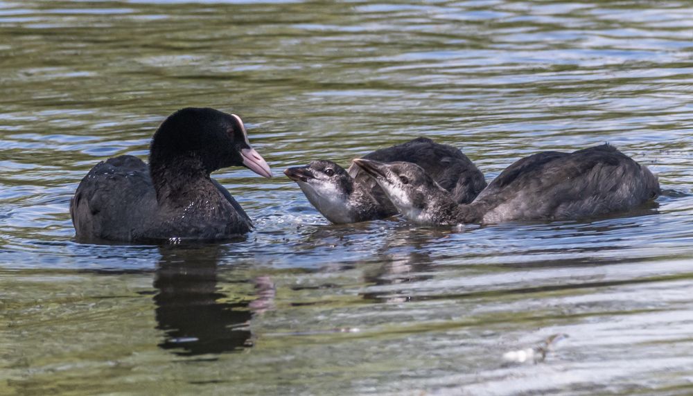 Photograph by Савчук Сергей