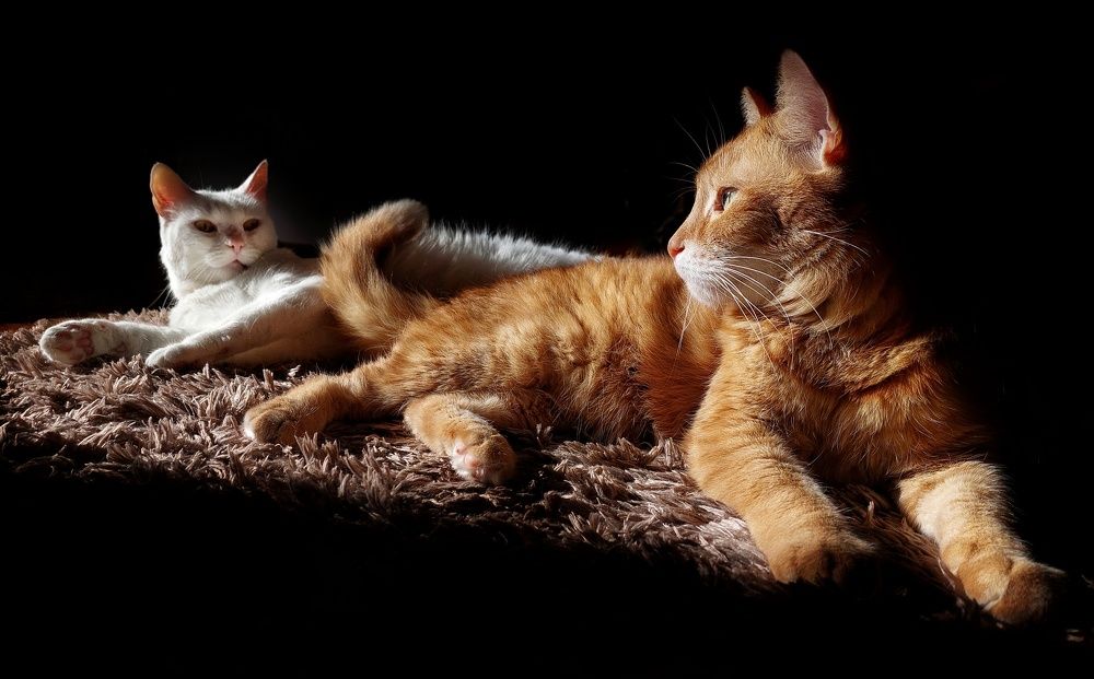 Фотография автора Krisztina Mácsai