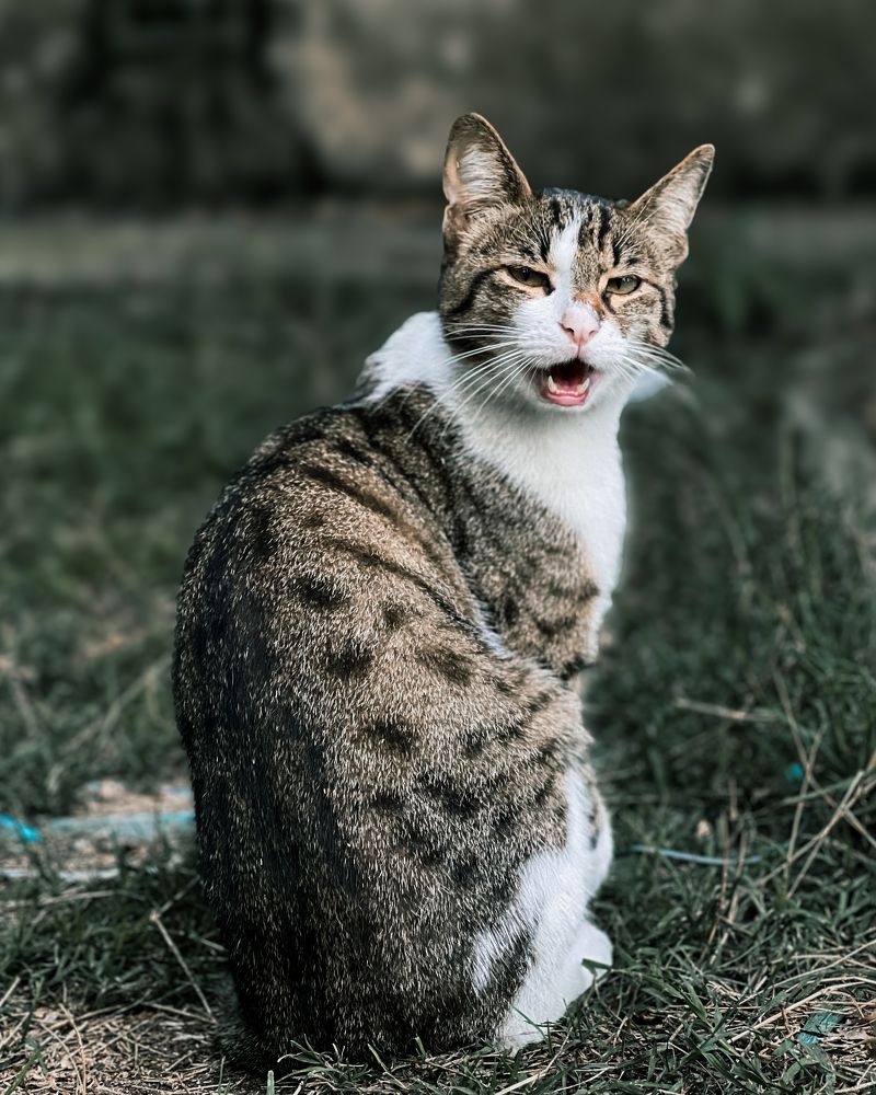 Фотография автора farshad shahani