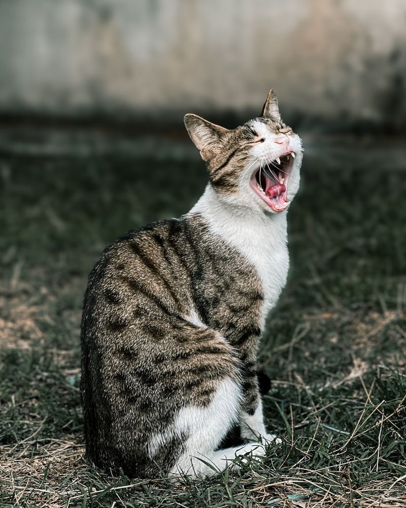 Фотография автора farshad shahani