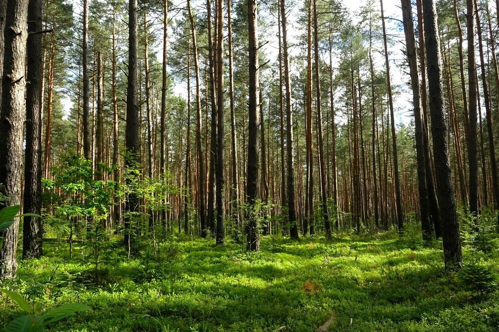 Photograph by jelena konickaja