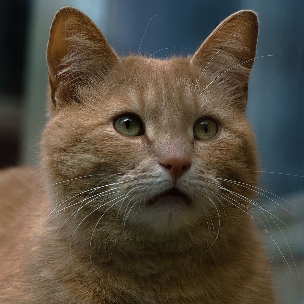 Photograph by Janis Serdienis