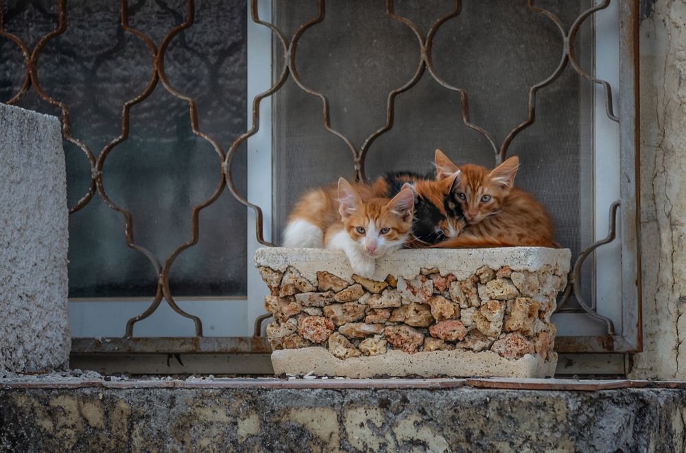 Photograph by Марина Ческис