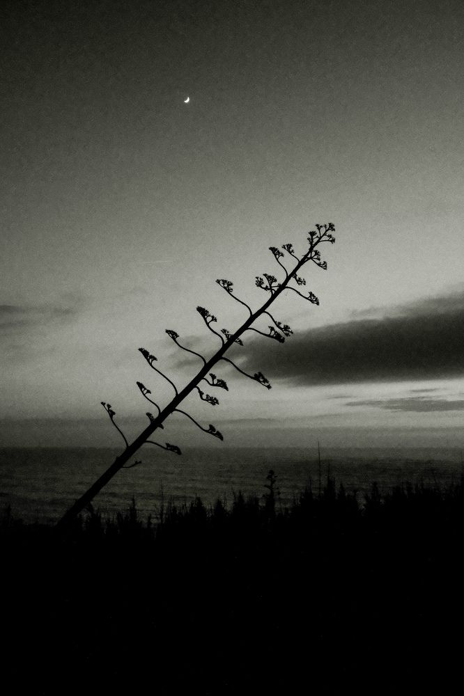 Photograph by Jane Alegria