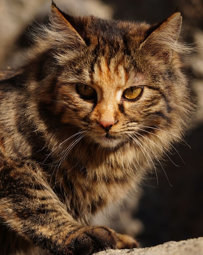 Photograph by kamran shirani