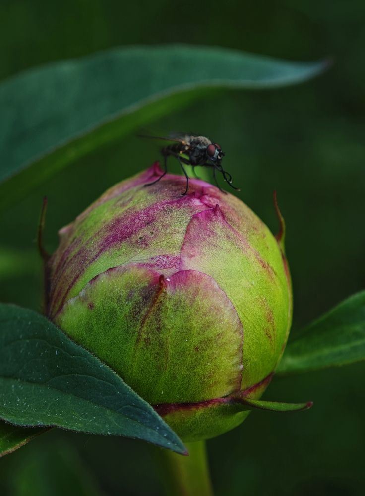 Фотография автора Вера Красюкова