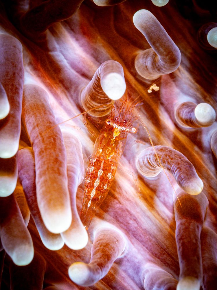 Anemone slalom crawling