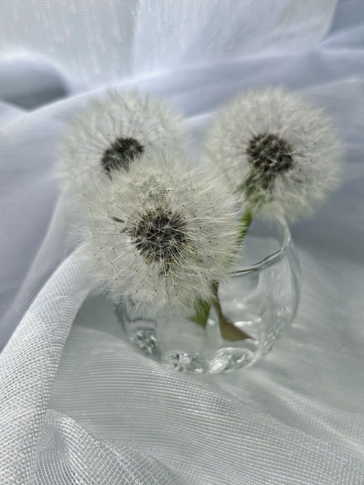 Photograph by Halina Mitsevich