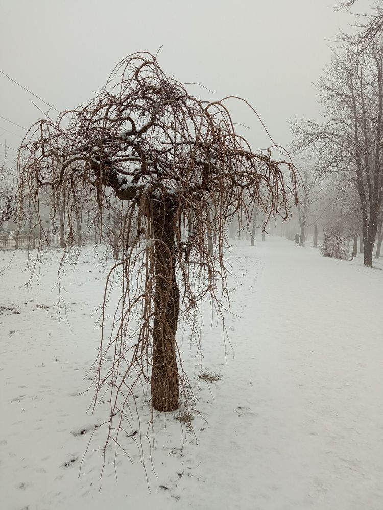 Photograph by Светлана Смирнова