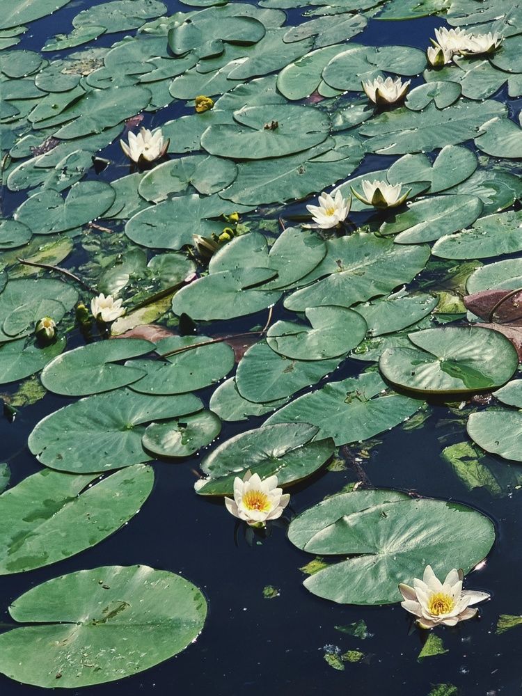 Photograph by Екатерина Воротникова