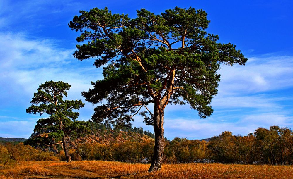 Необычная сосна.