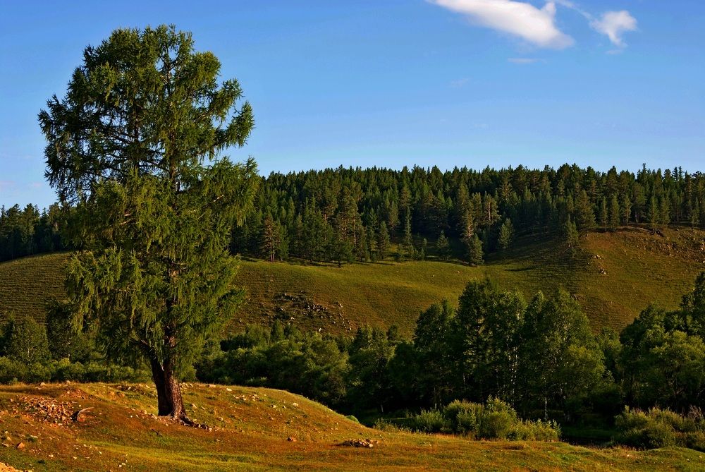 Одинокая лиственница.