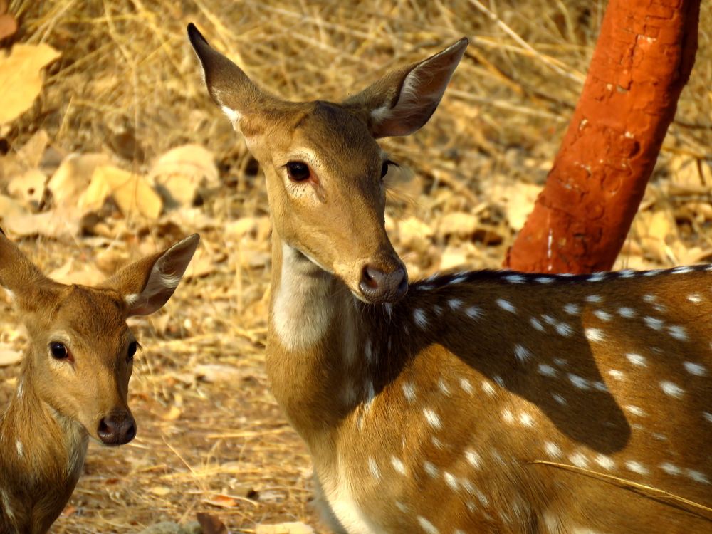Mom and fawn curiously look on
