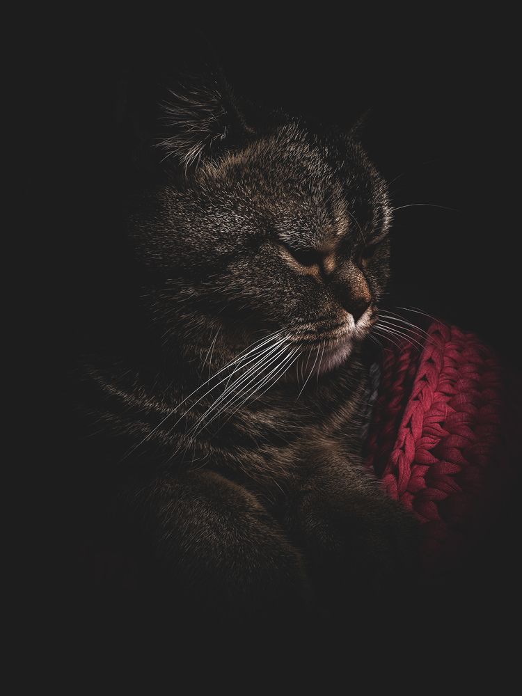 Photograph by Денис Нарышев