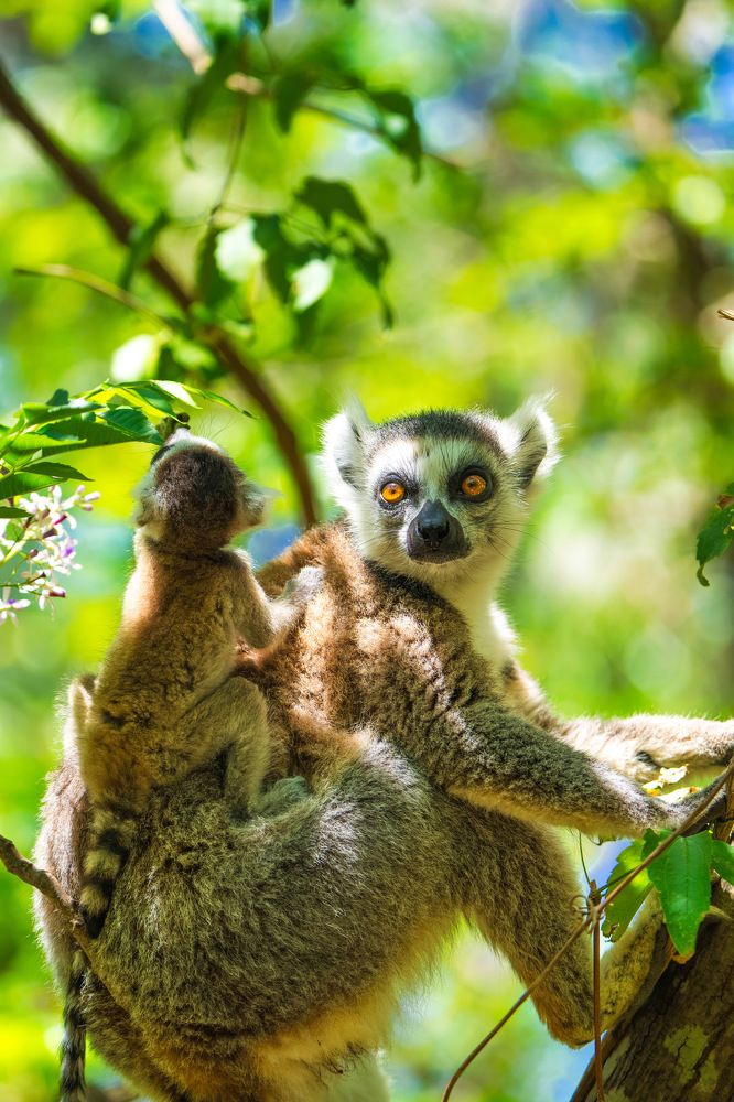 Mamá y baby lemur