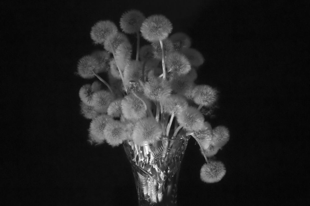 Одуванчики пенсионеры