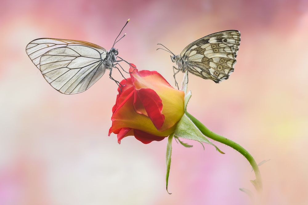 Photograph by Sara Jazbar