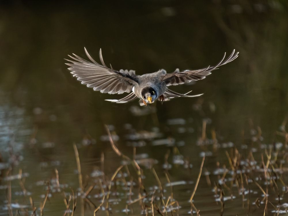 Noisy miner heading towards for a dip