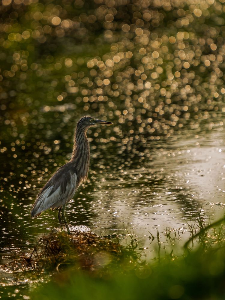 Glowing golden hours