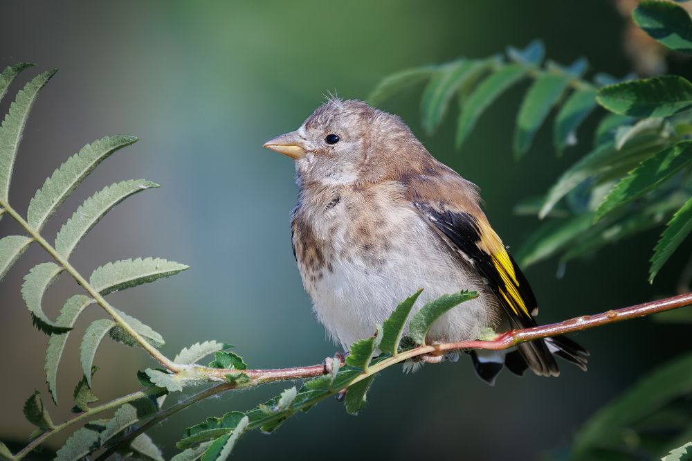 Фотография автора Сергей Брюшинин